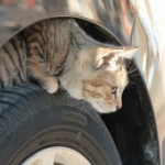 猫バンバンでエンジンルームにいた子猫ちゃんが無事救出される