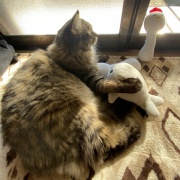 【猫写真】日向ぼっこマロちゃん