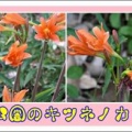 城山公園のキツネノカミソリ