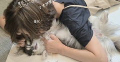 愛玩犬チワワ。飼い主が、調子に乗った結末。