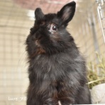 毛玉たちのお昼寝