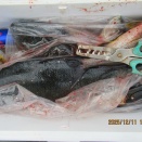 今日の釣果です！！