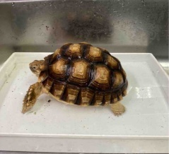 綺麗なケヅメ、手の平パーサイズ25,000円