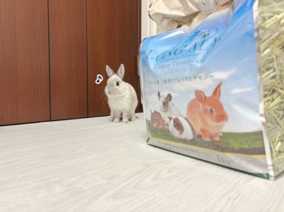 うさぎのルリ(12/11追記)