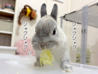 うさぎのルリ(5/17追記)