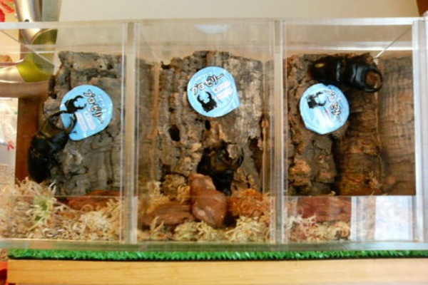 南東 書道 ピル カブトムシ 飼育 ケース 自作 Realifeyouth Org