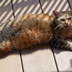 mimokasagoの「晴れの国」暮らし