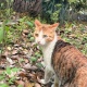 猫との出会い書いてけ