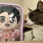 猫だらけ