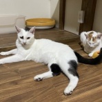保護猫譲渡るーむ（仙台市　あにまるロック診療所）