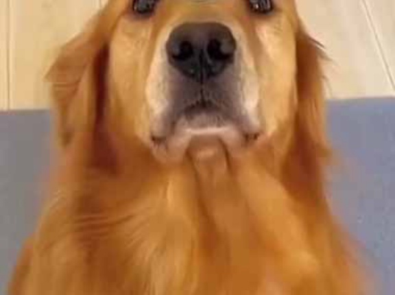 【バランスすごッ！】 水を入れたコップを頭の上に置く。すたすたすた♪ → 犬はこの安定感です…