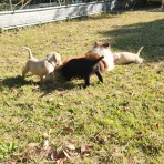 沼井ドッグスクール　～いきもの便り～