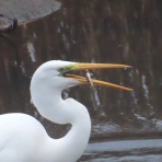 渓流釣りと食べ歩き桐生岩魚のブログ