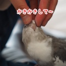 クスィーをカキカキ