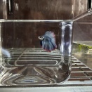 これぞ本当の原点回帰