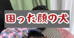 どんちゃん緊急受診。