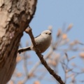 今日から愛鳥週間…シマエナガ
