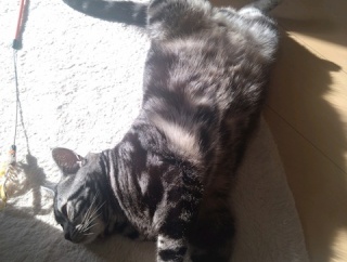 実物のﾈｺﾁｬﾝたちセカンド129