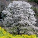 秦野　蓑毛の淡墨桜：２０２６年４月３日