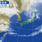 干支は猫年！