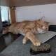 猫、かわいい…