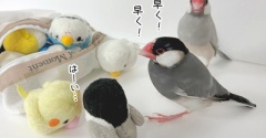 みなさん、網に入ってくださーい