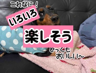 ポコちゃんかわいい〜。