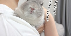 うさぎのルリ(5/4追記)