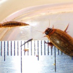 富士山トンボ池通信