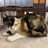 『野良の子猫ちゃんたち』の画像