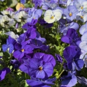 2026年由仁町の花のまつうらさん情報