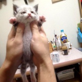 レオンの子猫時代と現在を比較してみたの写真