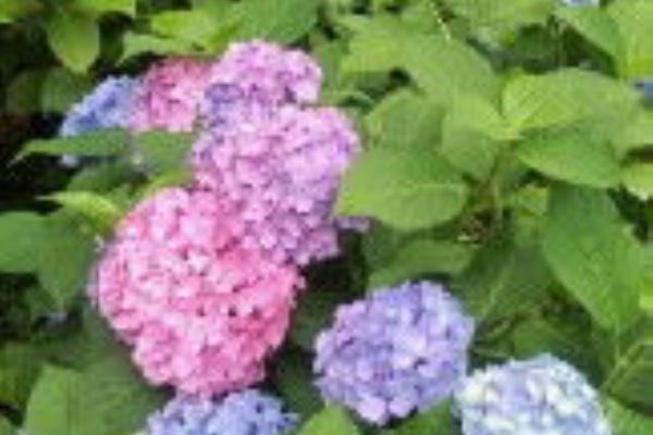 ブログはもう始まっとるけぇの