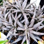 ユーフォルビア・オベサ・ドットコム