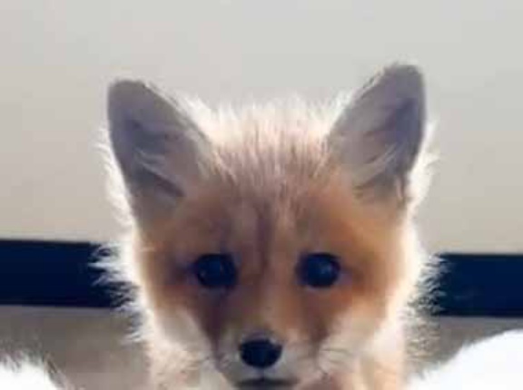 子ギツネと犬はとても仲良しだった。よっとな♪ → 犬のここがお気に入りです…