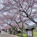 見納め、花活は県北へ