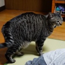 味醂さんの日常