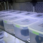 温泉めだかのブログ