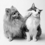 毛玉きょうだい