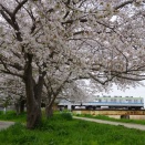 東武野田線　TOBUの橋梁風景(148)古利根川橋梁の桜