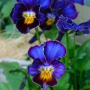 想像から始まるガーデニング＆ビオラ