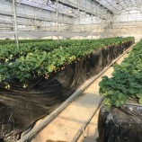 『いちご狩り〜♡』の画像