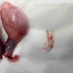 風の動物病院のブログ