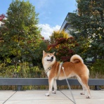 life with ranran & lili