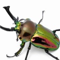 生体リスト まとめ 7/20 INSECTPORT TOKYO No.5