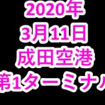 チワワのさくら