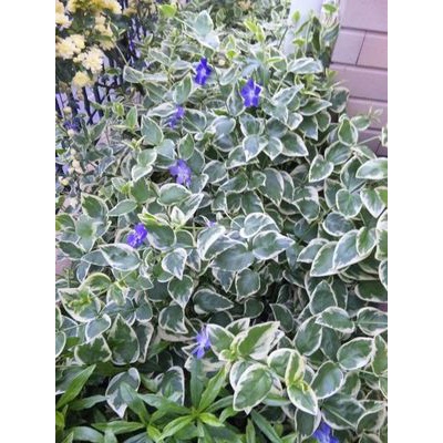 植えてはイケナイ Happy Go Lucky 心地いい暮らしのコツ Powered By ライブドアブログ