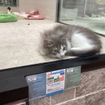 浜松市　東区　ペットショップ　ワンラブ浜松本店ブログ