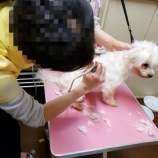 『ボランティアさんを募集しています！！』の画像
