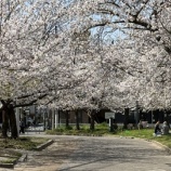 『桜 長瀬川 2026』の画像
